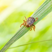 EnviroServe | Preventing Bug Bites and Ticks