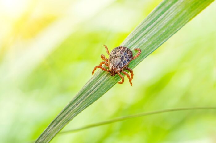 EnviroServe | Preventing Bug Bites and Ticks