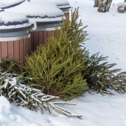 Reduce Holiday Waste | Recycle the Christmas Tree,