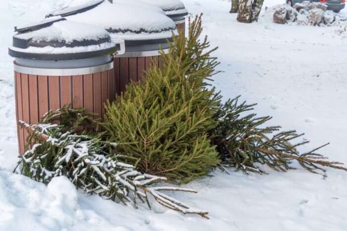 Reduce Holiday Waste | Recycle the Christmas Tree,